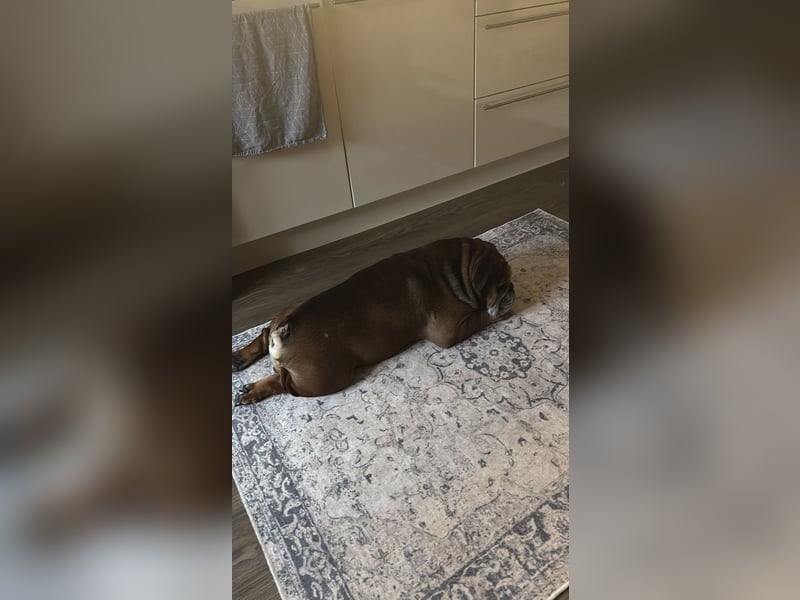 Bulldogge