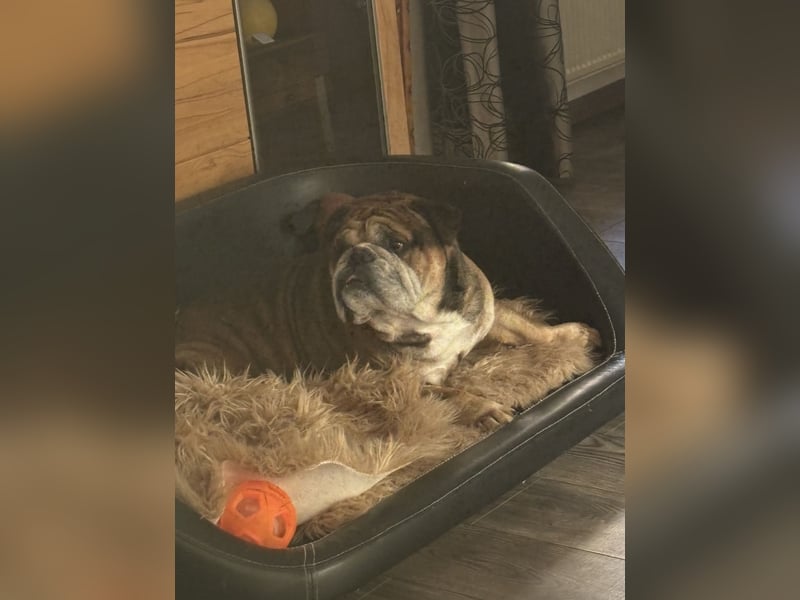 Old English Bulldog rüde sieben Jahre alt, sucht neues zu Hause Old English Bulldog rüde sieben Jahre alt, sucht neues zu Hause