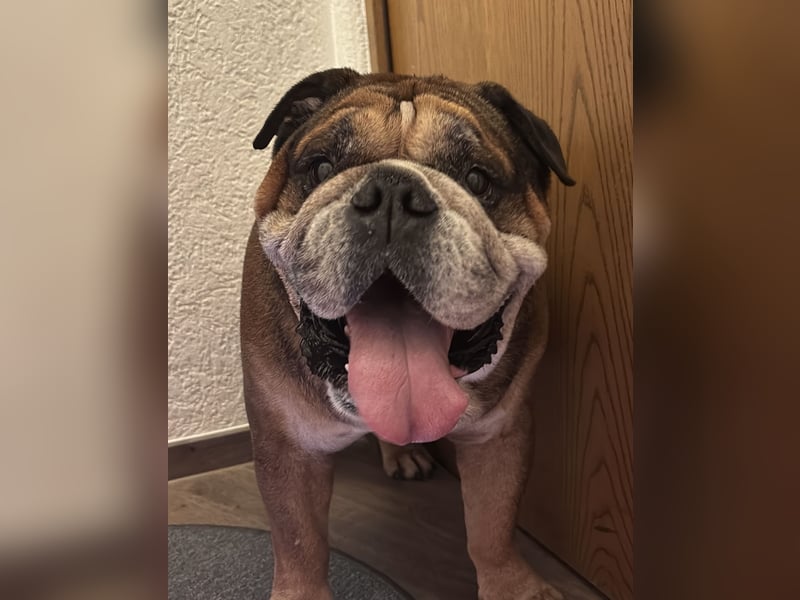 Old English Bulldog rüde sieben Jahre alt, sucht neues zu Hause Old English Bulldog rüde sieben Jahre alt, sucht neues zu Hause
