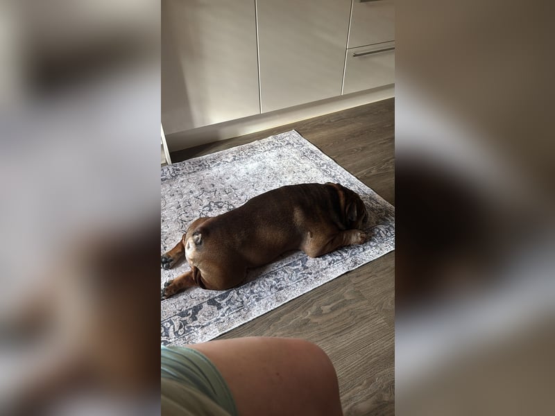 Old English Bulldog rüde sieben Jahre alt, sucht neues zu Hause Old English Bulldog rüde sieben Jahre alt, sucht neues zu Hause