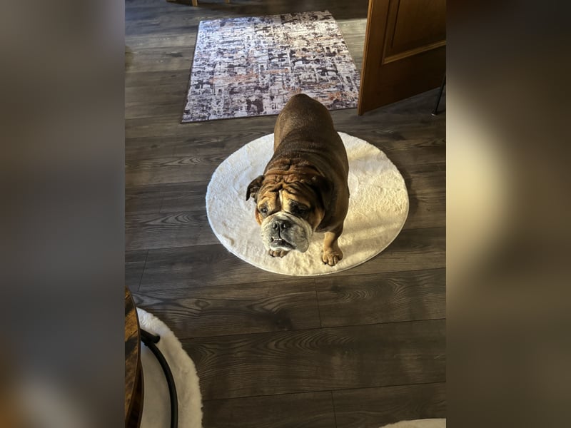 Old English Bulldog rüde sieben Jahre alt, sucht neues zu Hause Old English Bulldog rüde sieben Jahre alt, sucht neues zu Hause