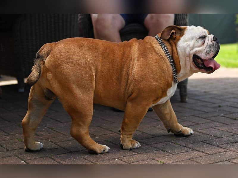Englische Bulldoggen "von der Nordic Geest"
