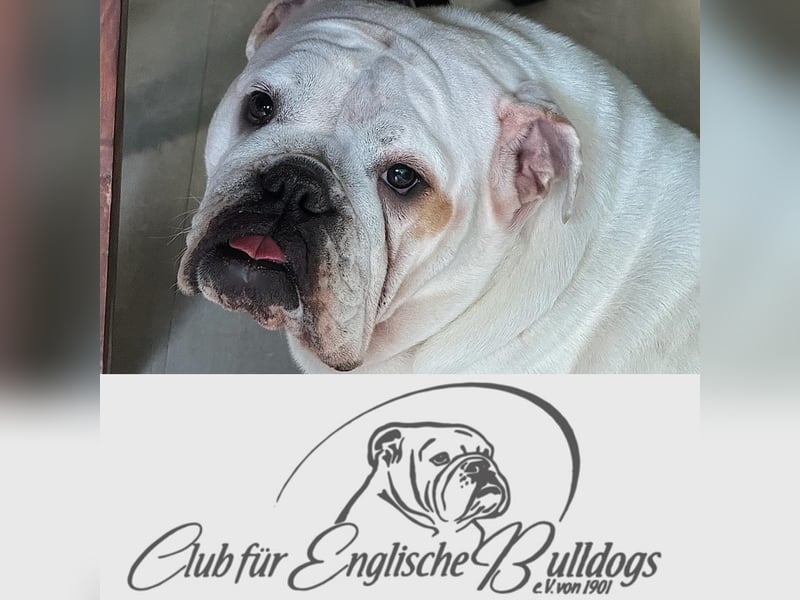Englische Bulldoggen "von der Nordic Geest"
