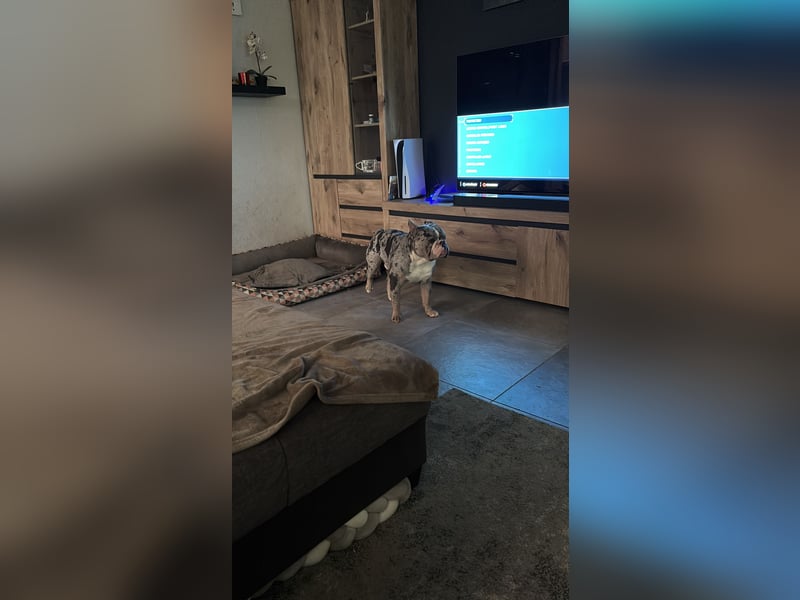 Rüde sucht zuhause Rüde sucht zuhause