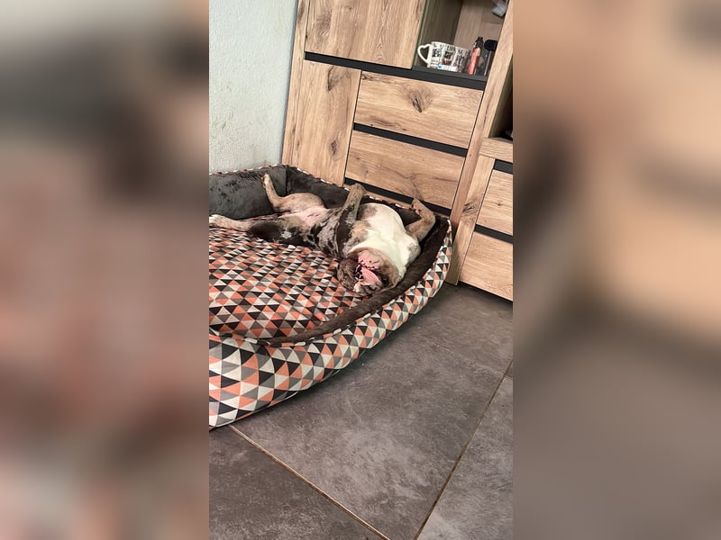 Rüde sucht zuhause Rüde sucht zuhause