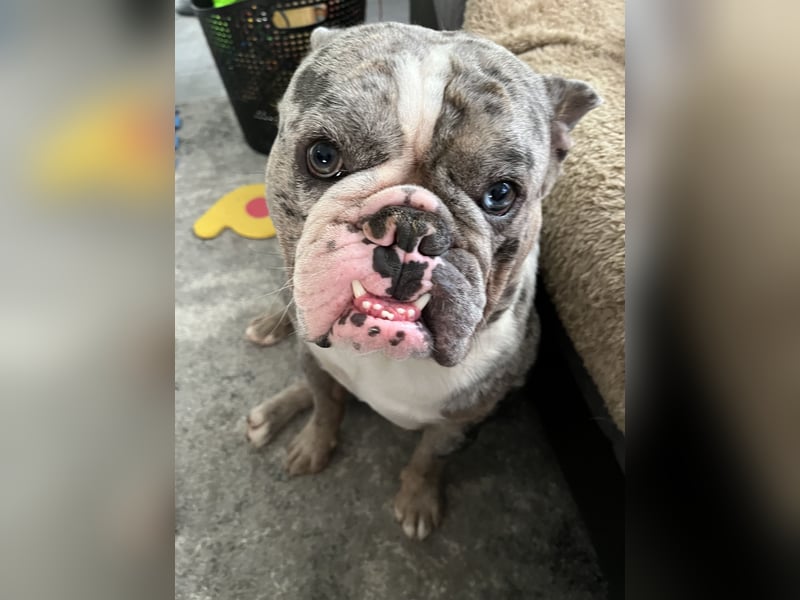 Rüde sucht zuhause Rüde sucht zuhause