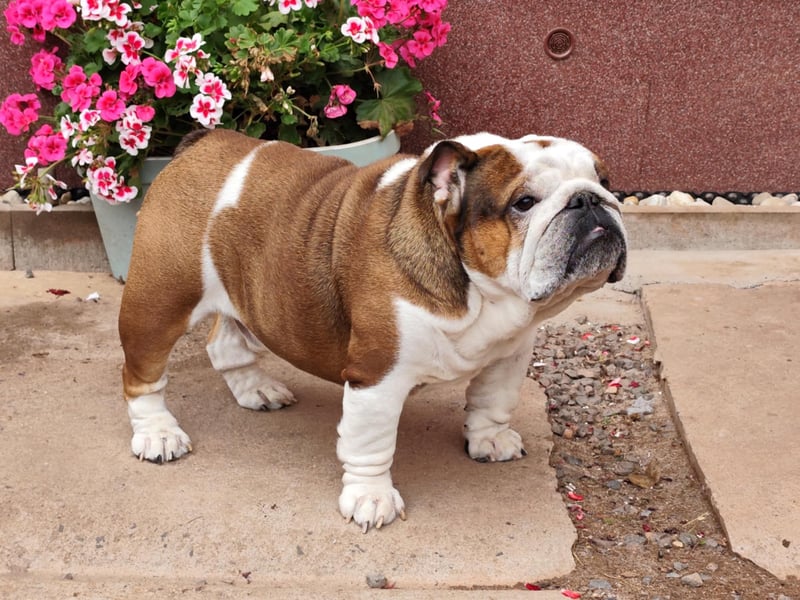 2 Jahre alte Englische Bulldogge sucht ein liebevolles Zuhause mit FCI Papieren 2 Jahre alte Englische Bulldogge sucht ein liebevolles Zuhause mit FCI Papieren