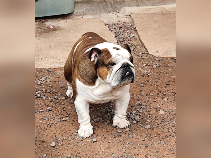 2 Jahre alte Englische Bulldogge sucht ein liebevolles Zuhause mit FCI Papieren 2 Jahre alte Englische Bulldogge sucht ein liebevolles Zuhause mit FCI Papieren