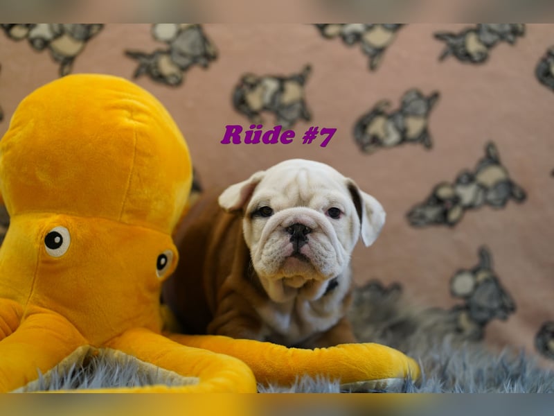 Wunderschöne & Freiatmende Englische Bulldogge Babys