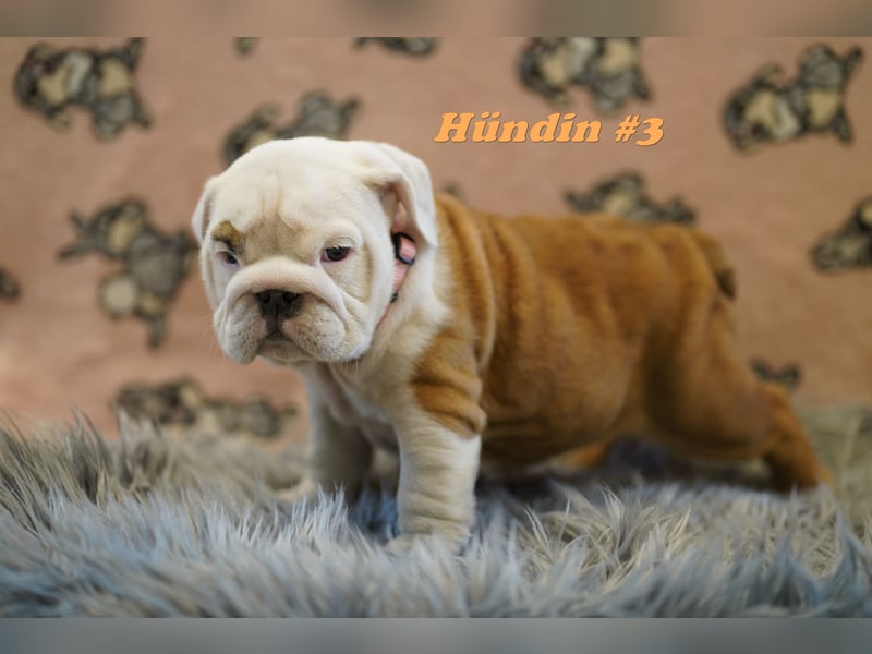 Wunderschöne & Freiatmende Englische Bulldogge Babys