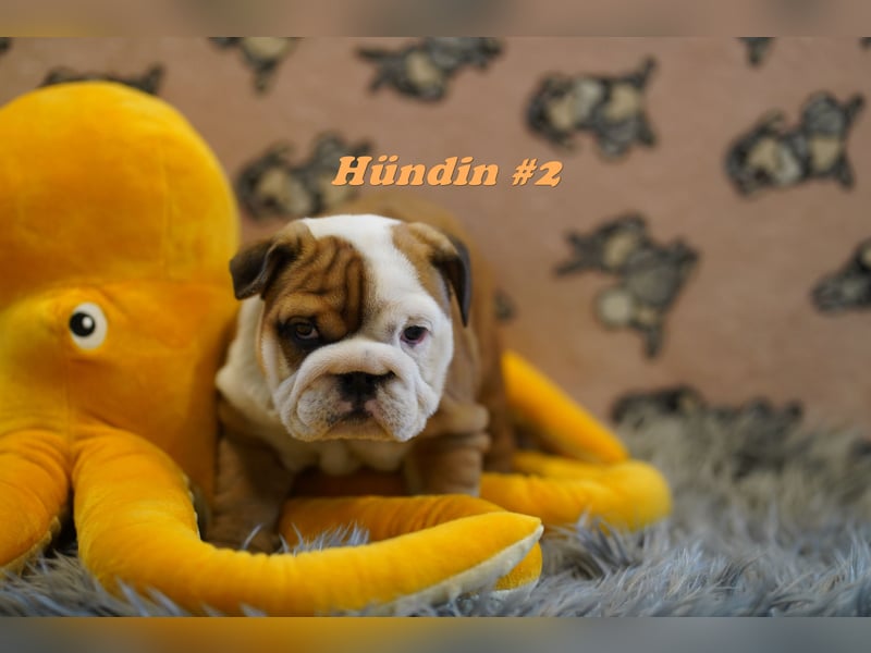 Wunderschöne & Freiatmende Englische Bulldogge Babys