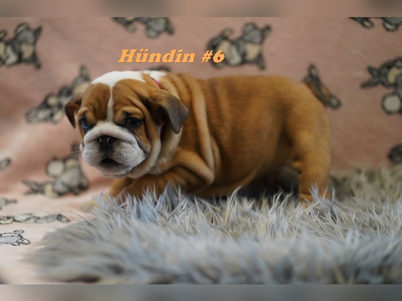 Reinrassige Freiatmende Englische Bulldogge Welpen auf Familiensuche