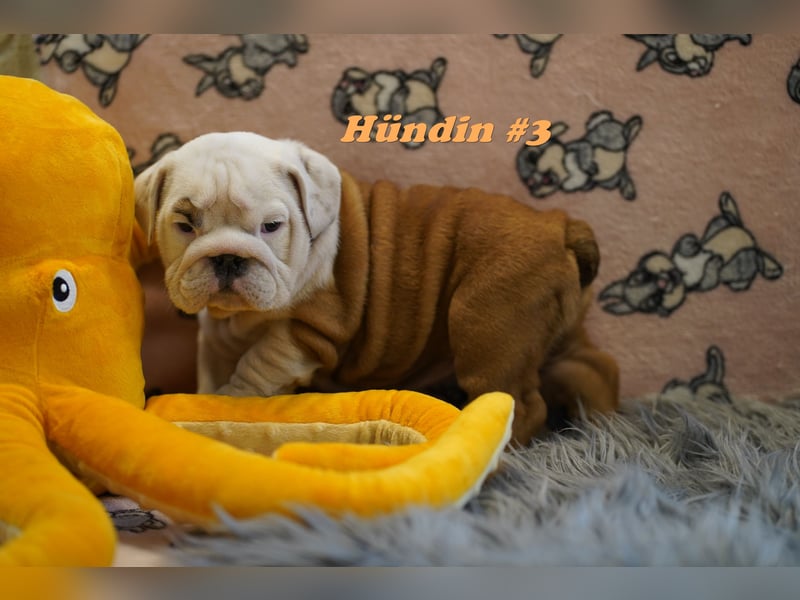 Wunderschöne & Freiatmende Englische Bulldogge Babys