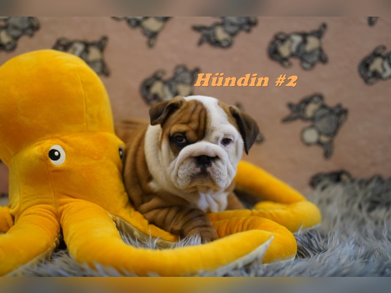 Wunderschöne & Freiatmende Englische Bulldogge Babys