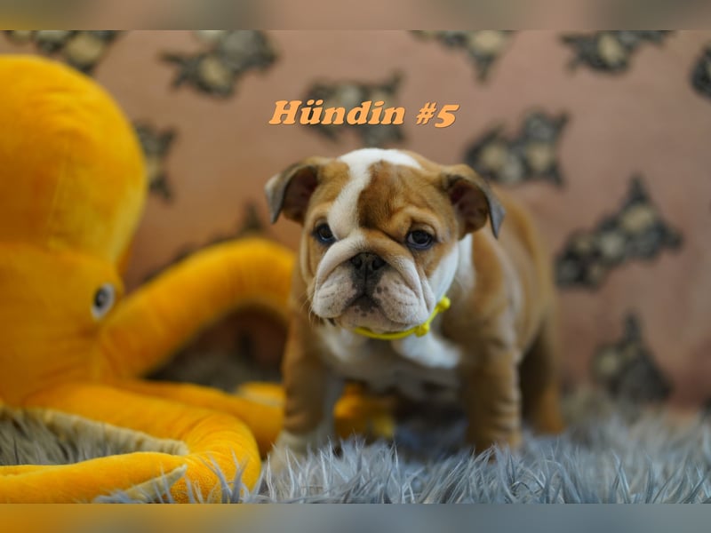 Wunderschöne & Freiatmende Englische Bulldogge Babys