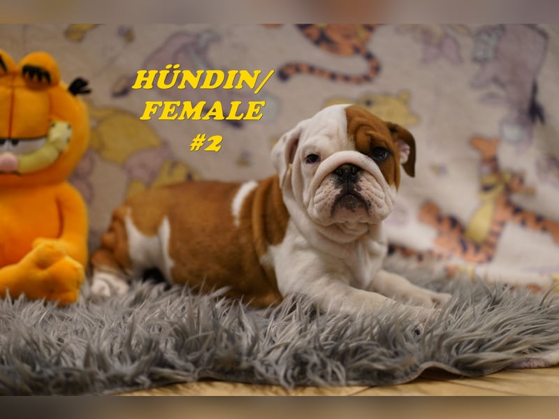 Reinrassige Freiatmende Englische Bulldogge Welpen auf Familiensuche