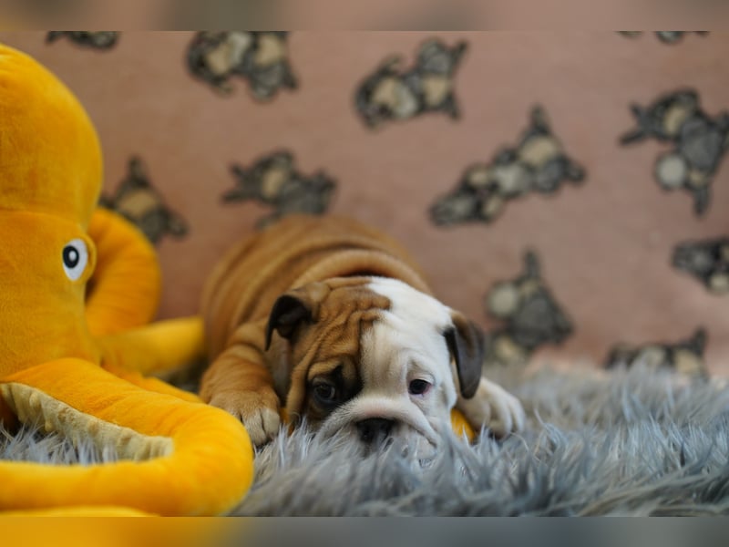 Wunderschöne & Freiatmende Englische Bulldogge Babys