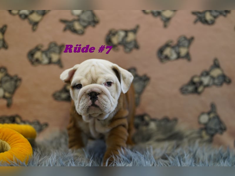 Wunderschöne & Freiatmende Englische Bulldogge Babys