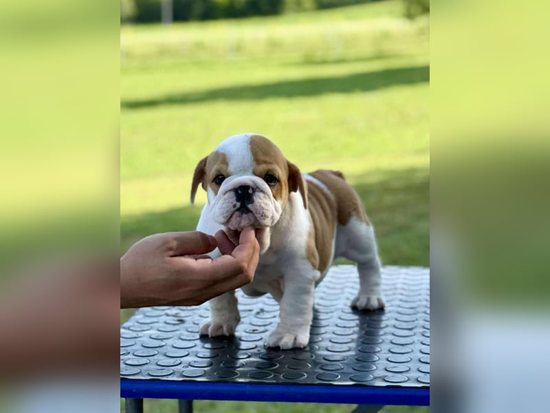 Englischen Bulldogge