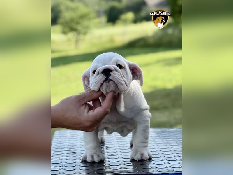 Englischen Bulldogge