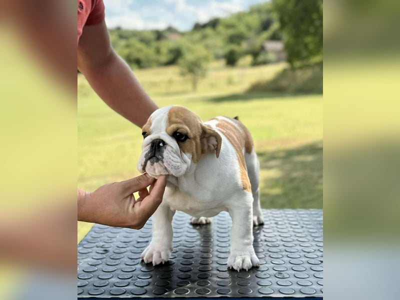 Englischen Bulldogge