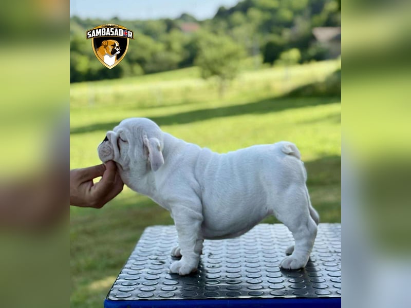 Englischen Bulldogge