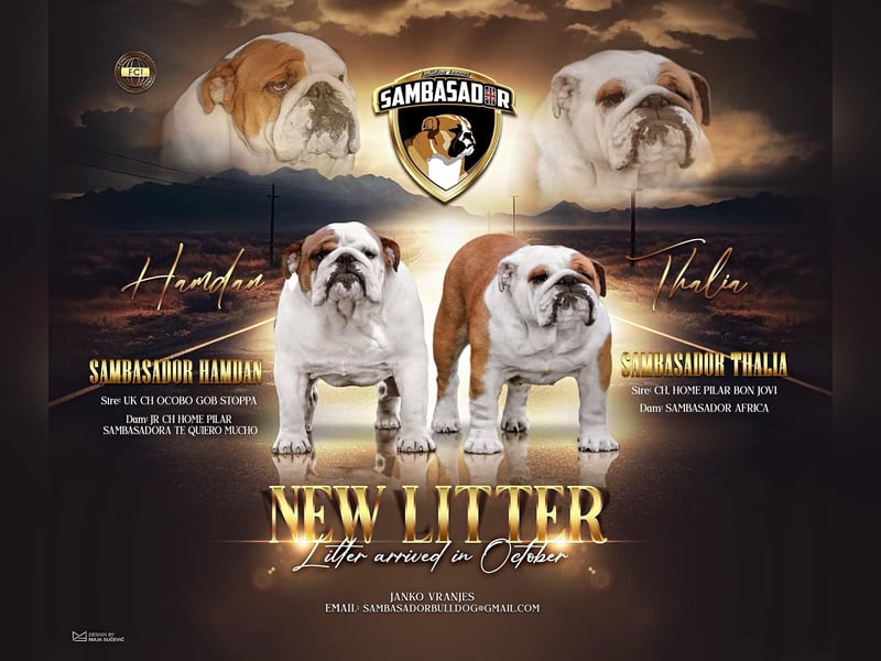 Englischen Bulldogge