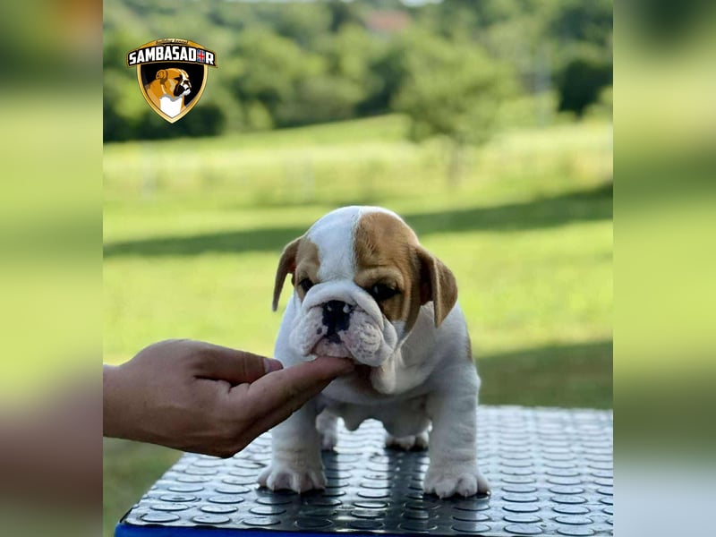 Englischen Bulldogge