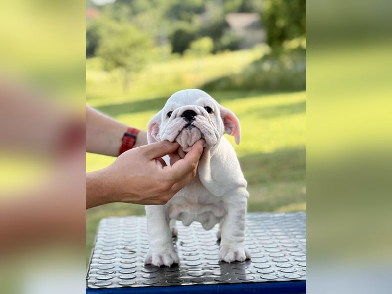 Englischen Bulldogge