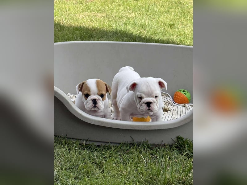 Englischen Bulldogge