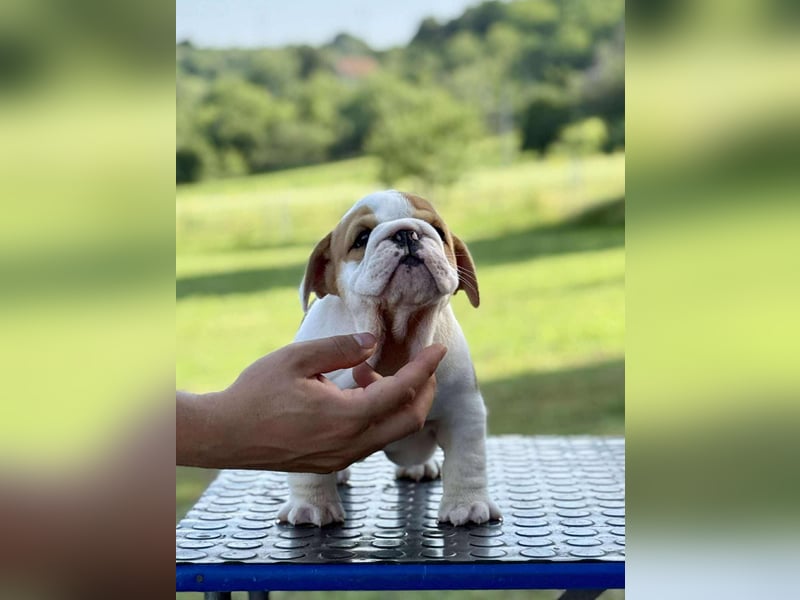 Englischen Bulldogge