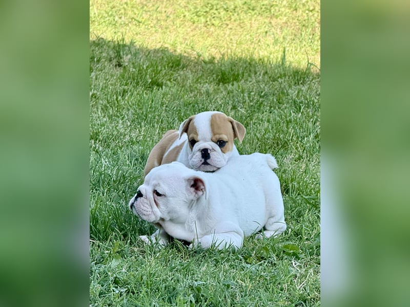 Englischen Bulldogge