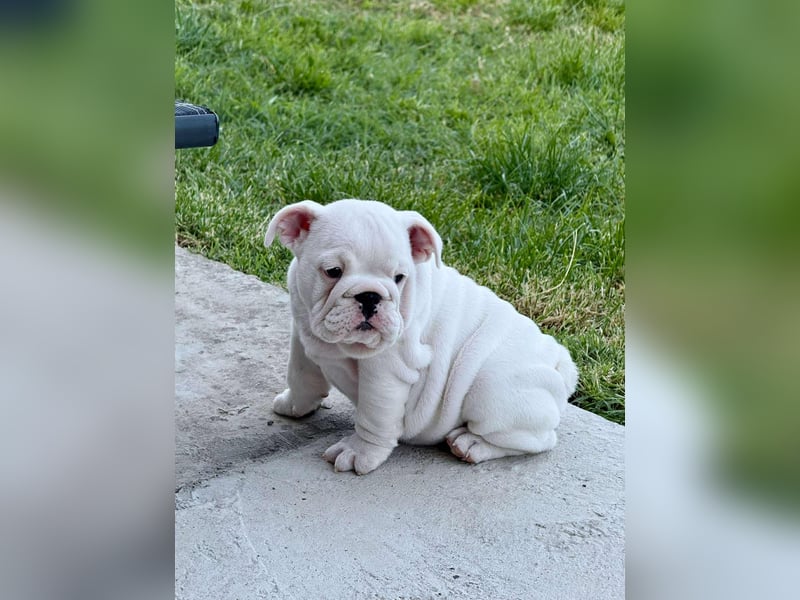 Englischen Bulldogge