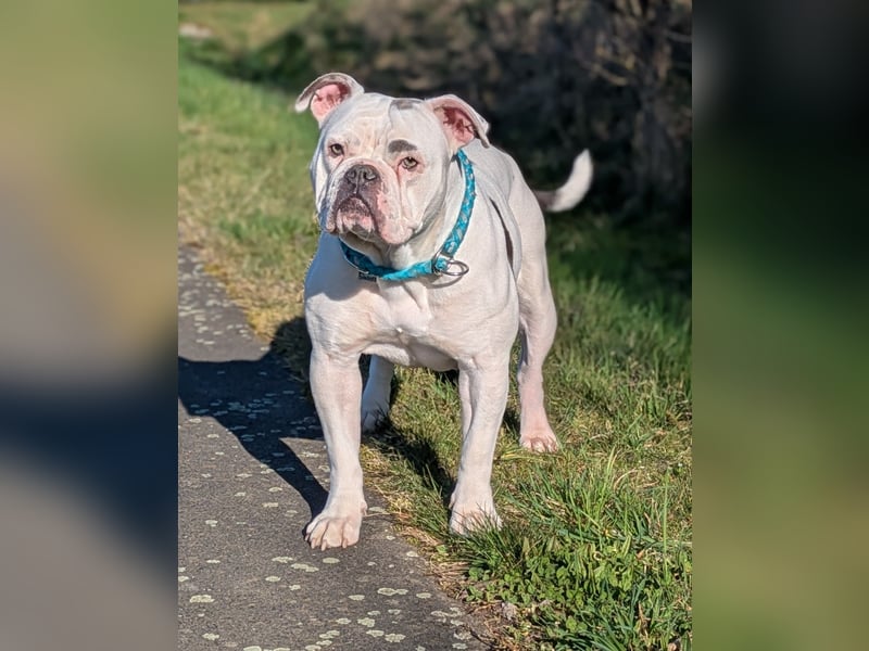 Wunderschöne OEB-Frenchie-Welpen