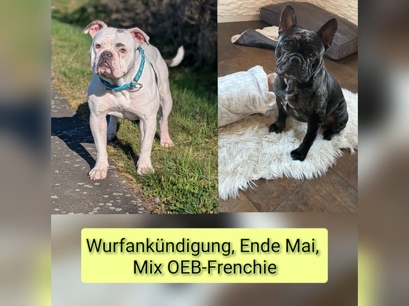 Wunderschöne OEB-Frenchie-Welpen