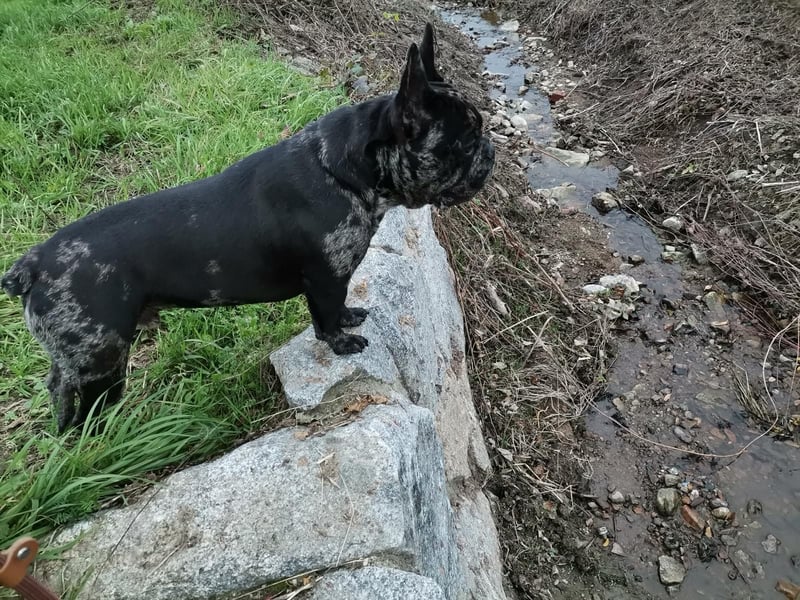 Wunderschöne OEB-Frenchie-Welpen