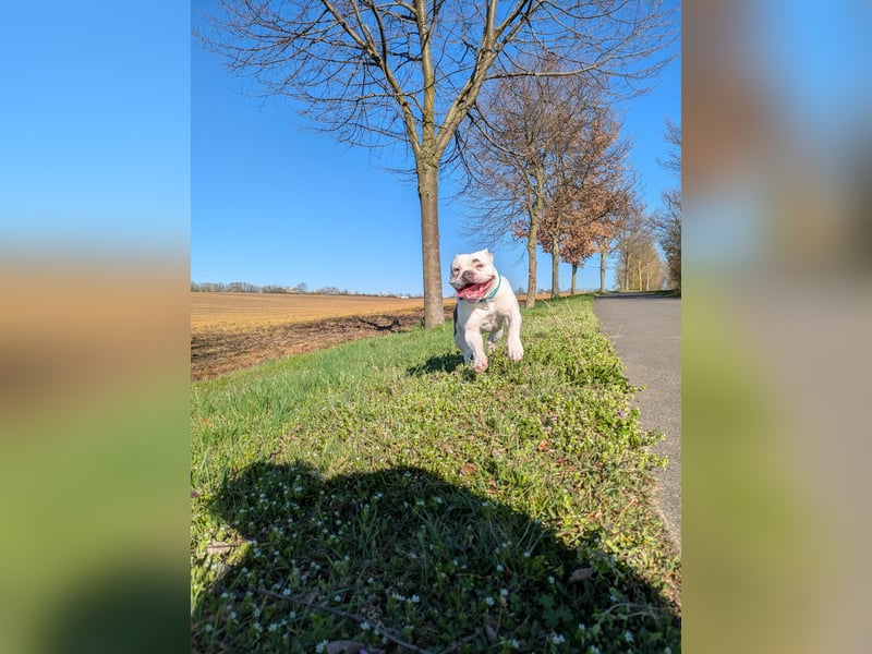 Wunderschöne OEB-Frenchie-Welpen
