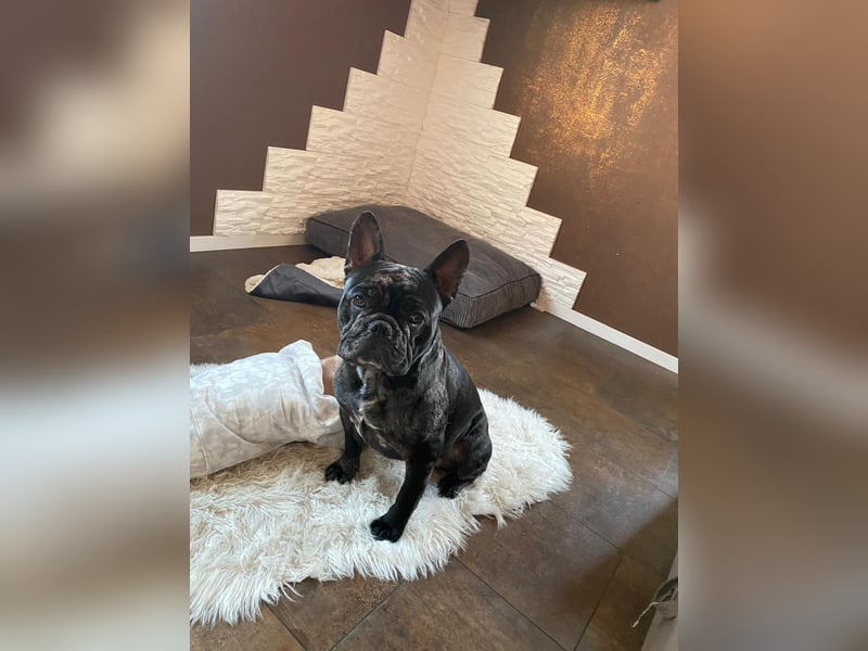 Wunderschöne OEB-Frenchie-Welpen