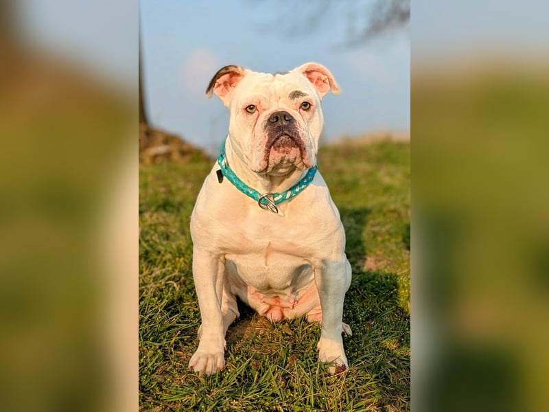 Wunderschöne OEB-Frenchie-Welpen