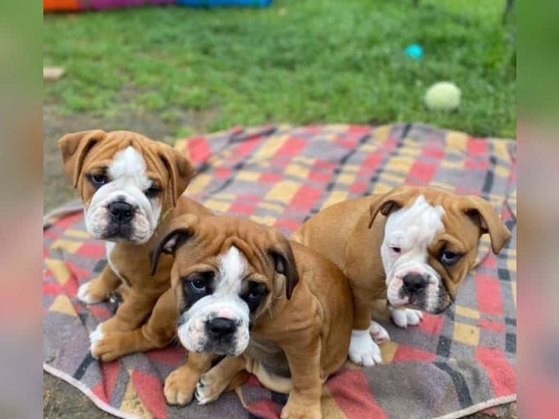 Englische Bulldogge welpen