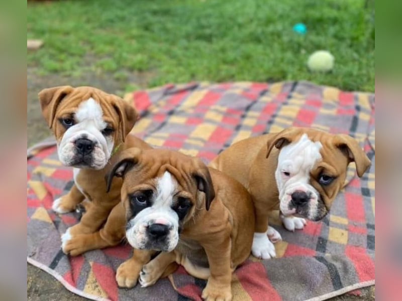 Englische Bulldogge welpen
