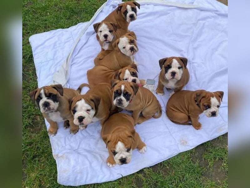 Englische Bulldogge welpen