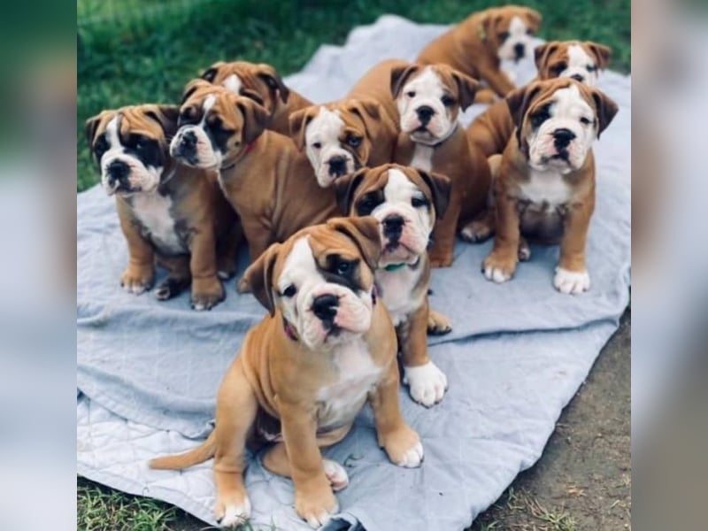 Englische Bulldogge welpen
