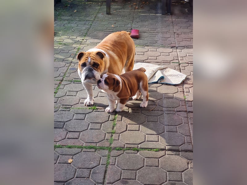 Englische Bulldogge  Welpen