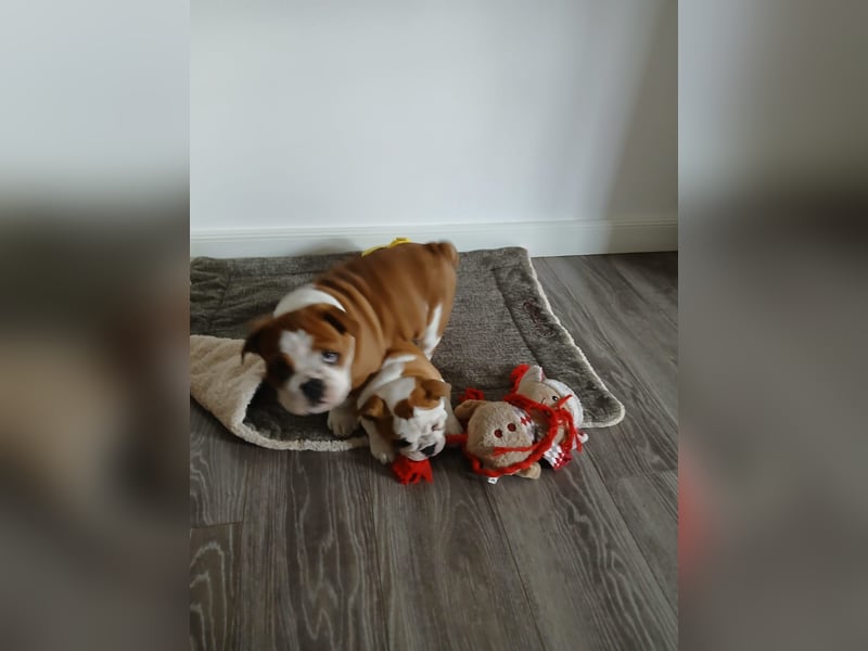 Englische Bulldogge  Welpen