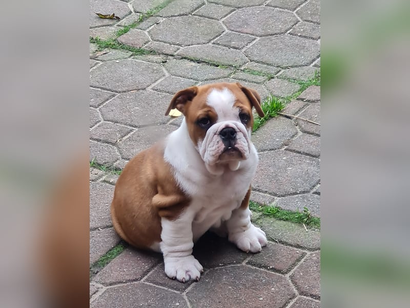 Englische Bulldogge  Welpen