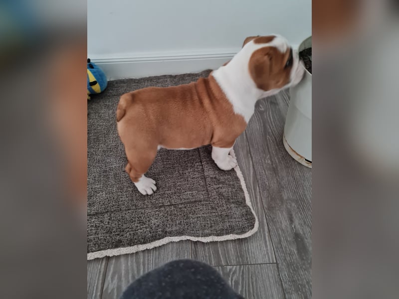 Englische Bulldogge  Welpen