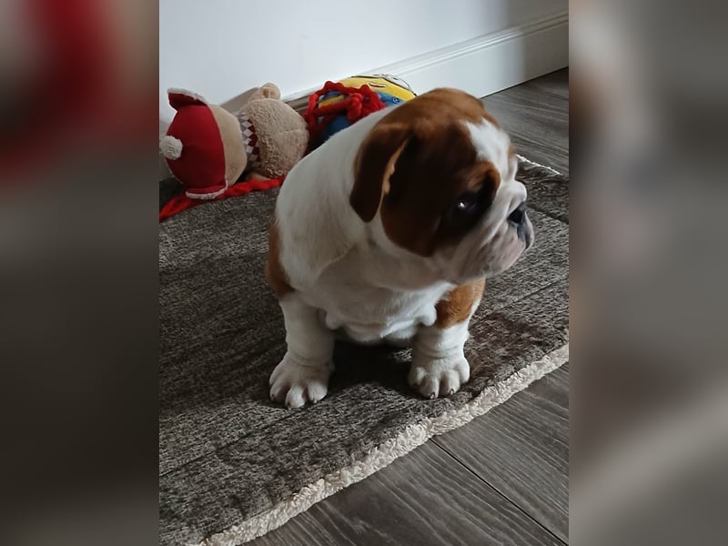 Englische Bulldogge  Welpen