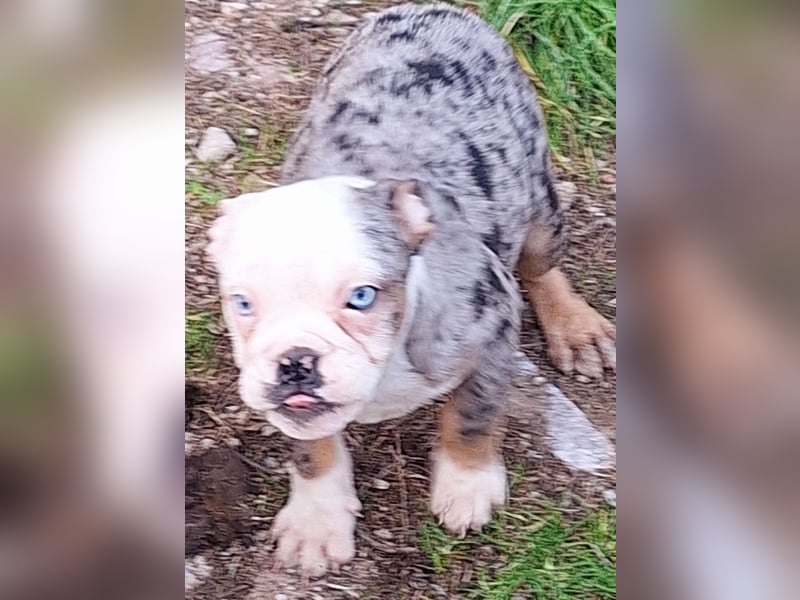 New Englisch Bulldog