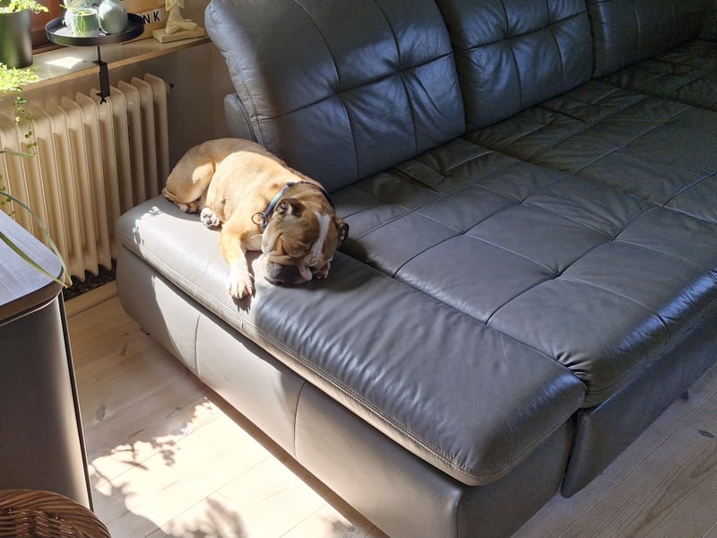 Temperamentvolle 4jährige englische Bulldogge Hündin, Kinderlieb, Katzen verträglich